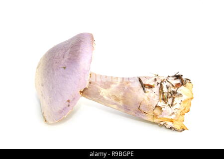 Gassy webcap Pilz Cortinarius traganus auf weißem Hintergrund Stockfoto