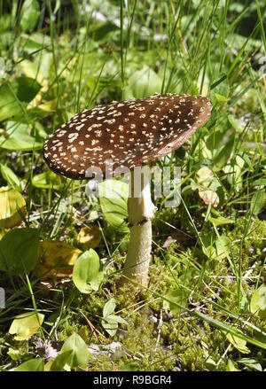 Panthercap Pilz Amanita pantherina in einem Wald wächst Stockfoto