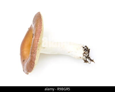 Die brittlegill Pilz Psathyrella decolorans auf weißem Hintergrund Stockfoto