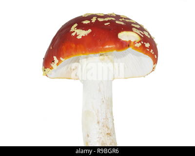 Der red Fly agaric Pilz Amanita muscaria auf weißem Hintergrund Stockfoto