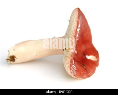 Die brittlegill Pilz Psathyrella paludosa auf weißem Hintergrund Stockfoto