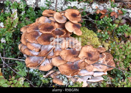 Große Gruppe von Honig, Armillaria Mellea Pilze wachsen auf einem Baumstumpf Stockfoto