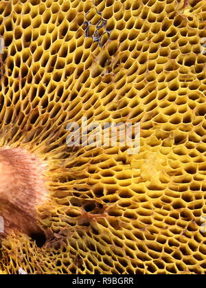 Nahaufnahme auf das schwammige Poren auf einem polypore Suillus Pilz Stockfoto