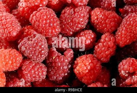 Nahaufnahme auf Frische rote Himbeeren Stockfoto