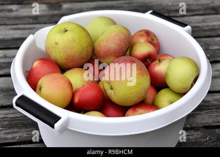 Rot und Grün neu abgeholt Äpfel in eine Schüssel geben. Stockfoto