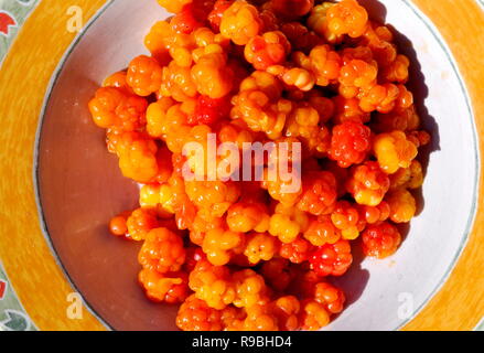 Schüssel frisch gepflückte Moltebeeren Rubus chamaemorus Stockfoto