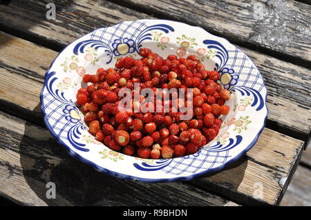 Frische wilde Erdbeeren in eine Schüssel geben. Stockfoto