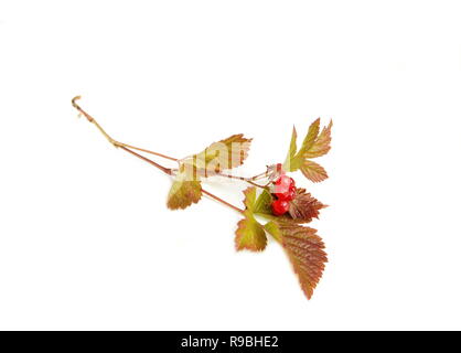 Stein brombeerstrauch Beeren auf weißem Hintergrund Stockfoto