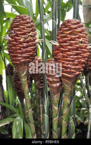 Ingwer Frucht auf Pflanze Zingiber californica Stockfoto