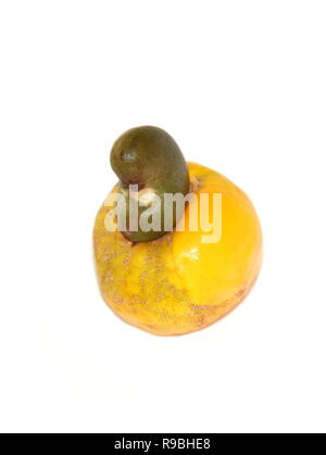 Cashew Apple und Mutter Obst aus dem immergrünen Baum Anacardium occidentale Stockfoto