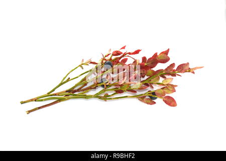 Nahaufnahme auf Herbst farbige Zweig der Europäischen Heidelbeere Vaccinium myrtillus auf weißem Hintergrund Stockfoto