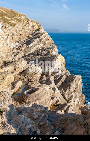 Versteinerte Thrombolites Umgebung der Bäume, die in der Kreidezeit an Lulworth Cove, Dorset, England wuchs Stockfoto