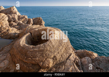 Versteinerte Thrombolites Umgebung der Bäume, die in der Kreidezeit an Lulworth Cove, Dorset, England wuchs Stockfoto