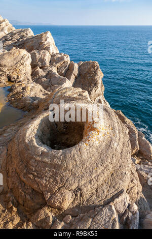 Versteinerte Thrombolites Umgebung der Bäume, die in der Kreidezeit an Lulworth Cove, Dorset, England wuchs Stockfoto