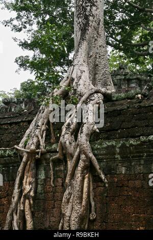 Riesigen Feigenbaum auf der Steinmauer von Dschungel Ruinen in Kambodscha wächst Stockfoto