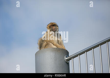 Barbary macaque Affen auf der Spitze des Felsens von Gibraltar Stockfoto
