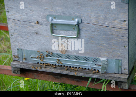Bienen fliegen vor dem hive Eintrag Stockfoto