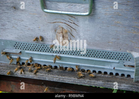 Bienen fliegen vor dem hive Eintrag Stockfoto