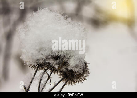 Schneeflocken Kristalle von Frisch fallender flauschigen Schnee auf einem trockenen Thistle in einem Winter. Stockfoto