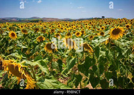 Sonnenblumen Felder in der Nähe der Stadt Ronda, Spanien auf einer klaren sonnigen Tag mit dem Horizont. Stockfoto