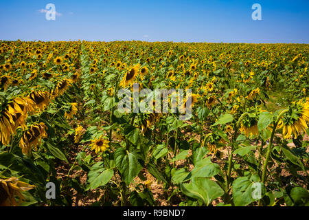 Sonnenblumen Felder in der Nähe der Stadt Ronda, Spanien auf einer klaren sonnigen Tag mit dem Horizont. Stockfoto