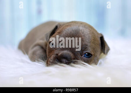 Sleepy 4 Wochen alt seltene Farbe lila Französische Bulldogge hunde Welpen mit blauen Augen lügen auf weißem Fell Decke Stockfoto