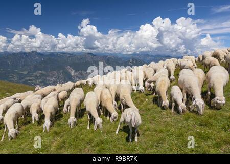 Schafherde mit Schäferhund Beweidung auf der Hochebene des Monte Baldo, Malcesine, Lombardei, Italien. Stockfoto