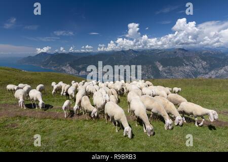 Schafherde mit Schäferhund Beweidung auf der Hochebene des Monte Baldo, Malcesine, Lombardei, Italien. Stockfoto