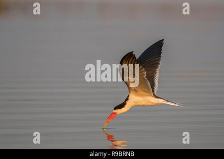 African Skimmer (Rynchops flavirostris) Angeln, Chobe River, Botswana Stockfoto