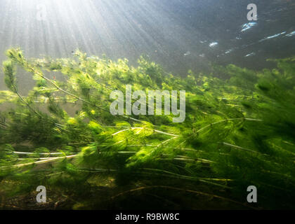 Dichten Unterwasser watermilfoil Vegetation im klaren Wasser Fluss in Finnland mit Sonnenstrahlen vor. Stockfoto