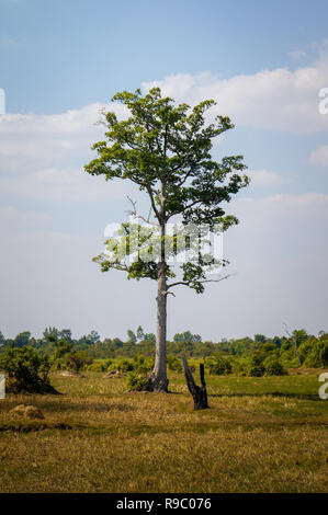 Einzigen, großen Baum mit grünen und braunen Wiese im Vordergrund während der Sommerzeit in Asien Stockfoto