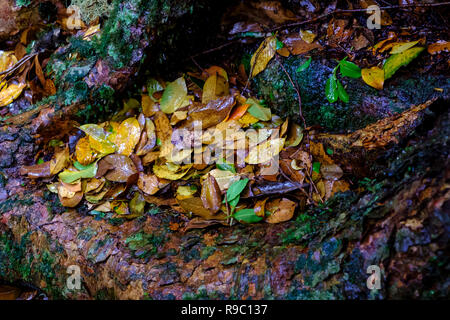 Bei O'Reilly's Rainforest Retreat, Green Mountains National Park Stockfoto