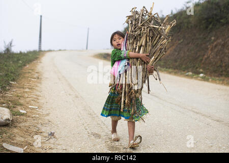 Ein Mädchen von Hmong Ethnizität einige Schilf auf den Hügeln des schönen Sa Pa in Vietnam gesammelt. Stockfoto