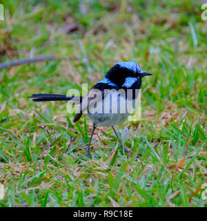 Männliche Super Fairy Wren - O'Reilly's Rainforest Retreat, Green Mountains National Park Stockfoto