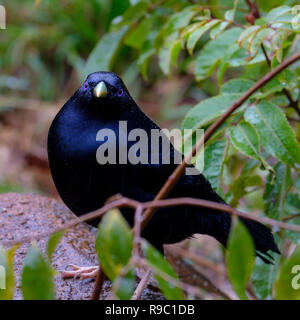 Männliche Satin Bowerbird - O'Reilly's Rainforest Retreat, Green Mountains National Park Stockfoto