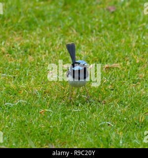 Männliche Super Fairy Wren - O'Reilly's Rainforest Retreat, Green Mountains National Park Stockfoto