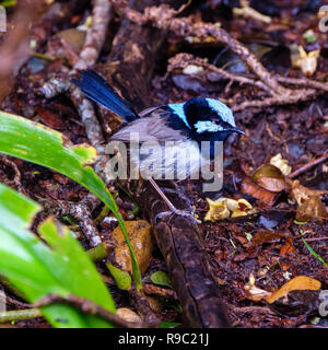 Männliche Super Fairy Wren - O'Reilly's Rainforest Retreat, Green Mountains National Park Stockfoto