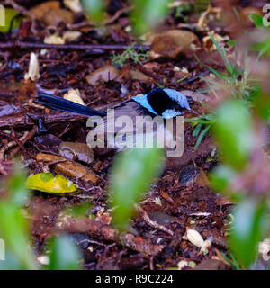 Männliche Super Fairy Wren - O'Reilly's Rainforest Retreat, Green Mountains National Park Stockfoto