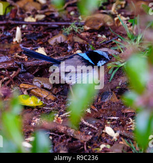 Männliche Super Fairy Wren - O'Reilly's Rainforest Retreat, Green Mountains National Park Stockfoto