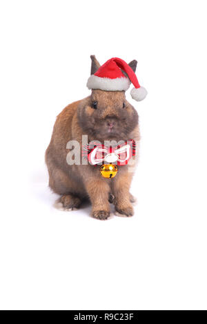 Kleine Hase tragen rote Weihnachtsmütze für Weihnachten Feier auf weißem Hintergrund. Stockfoto