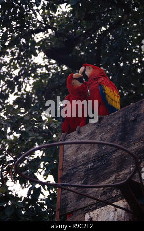 Papageien auf eine zarte Stimmung stehen über einen Basketball Backboard Stockfoto