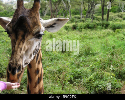 In der Nähe von Giraffe Kopf während der Fed Stockfoto