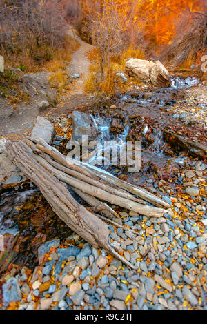 Brücke über den Creek vom Baum über Wasser Stockfoto