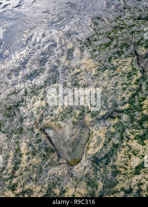 Die berühmten Fußabdrücke von Dinosauriern zu einem corran Strand von staffin auf die Isle of Skye - Schottland Stockfoto