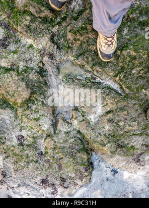 Die berühmten Fußabdrücke von Dinosauriern zu einem corran Strand von staffin auf die Isle of Skye - Schottland Stockfoto
