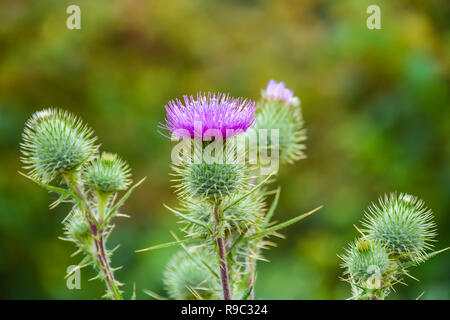 Blühende Mariendistel ist ilybum Marianum" Blume. Auch als Heilige Thistle bekannt und Blessed Thistle. Stockfoto