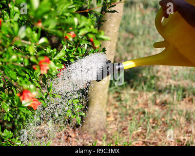 Blumen gießen im Garten mit einem gelben Gießkanne. Schließen oben auf Wasser gießen aus Gießen, Garten Arbeit gießen Sie Wasser. Das Gießen aus der Gießkanne. Stockfoto