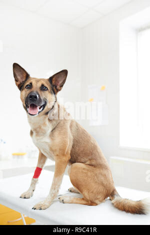 Schäferhund in Kliniken Stockfoto