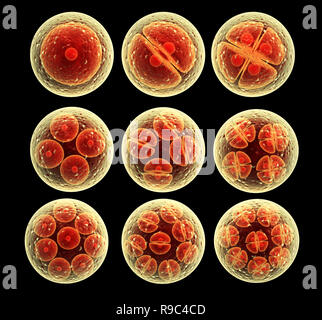 Prozess-Teilung der Zelle. Auf schwarzem Hintergrund isoliert. 3D render Stockfoto
