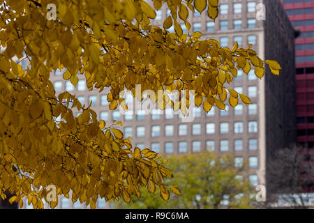 Autumn leaves in Chicago's Grant Park with Michigan Avenue buildings in the background Stockfoto